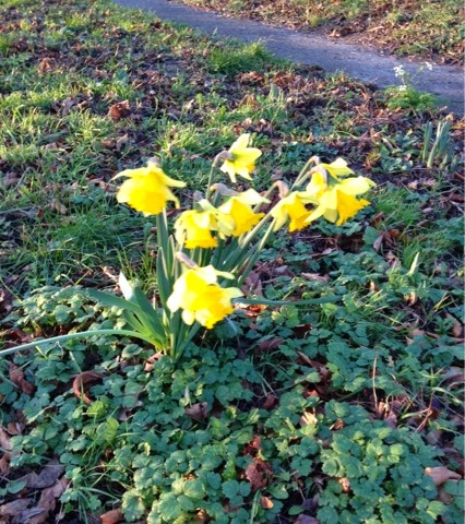 Daffodils on 2 January? First in the district?