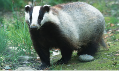 Badgers appear, for real…..