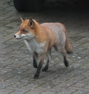 Buying Clothes for Foxy Battleaxes – why is it a High Street Nightmare?