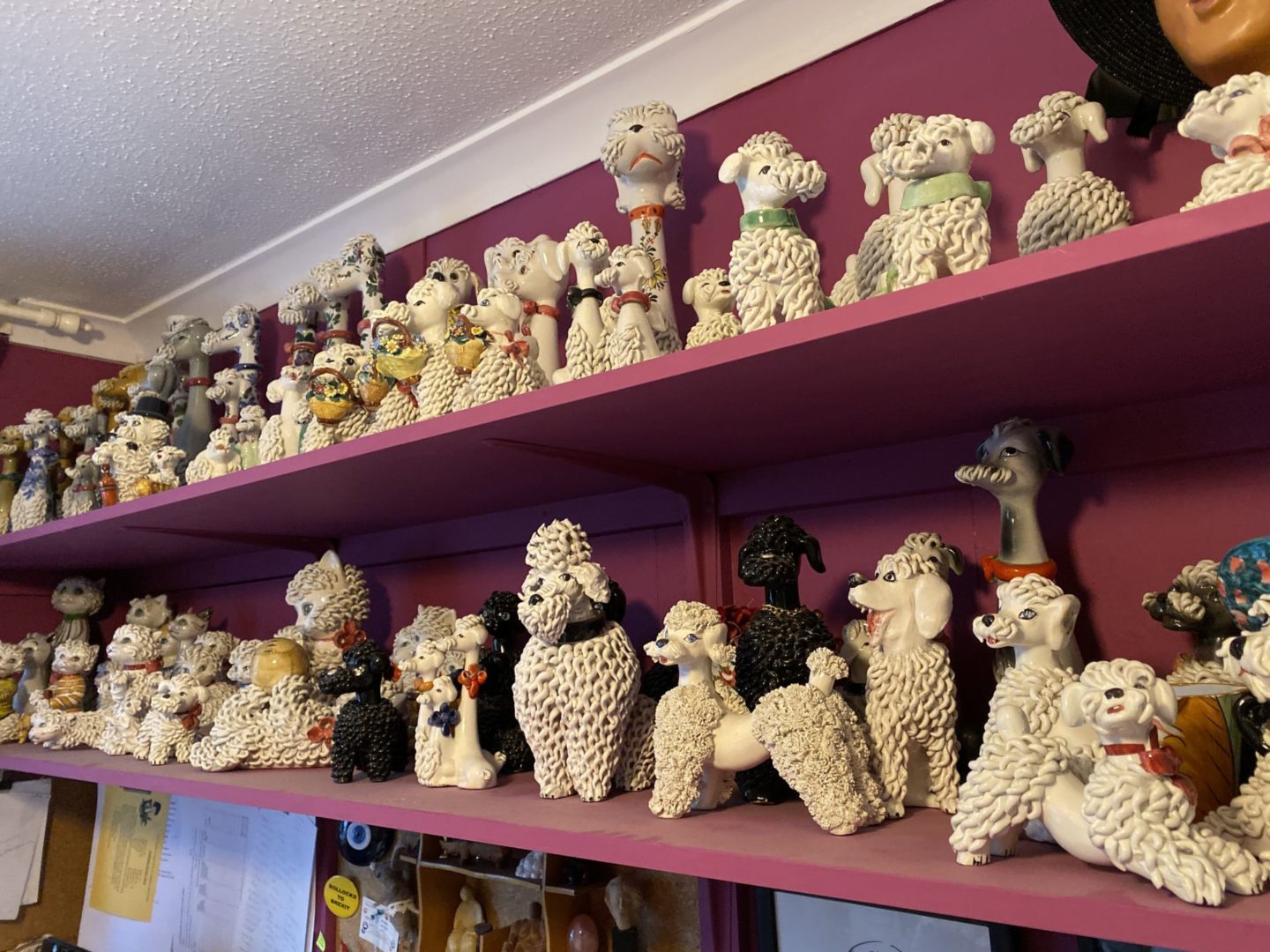 Collecting spaghetti poodles and cats – a glimpse of insanity