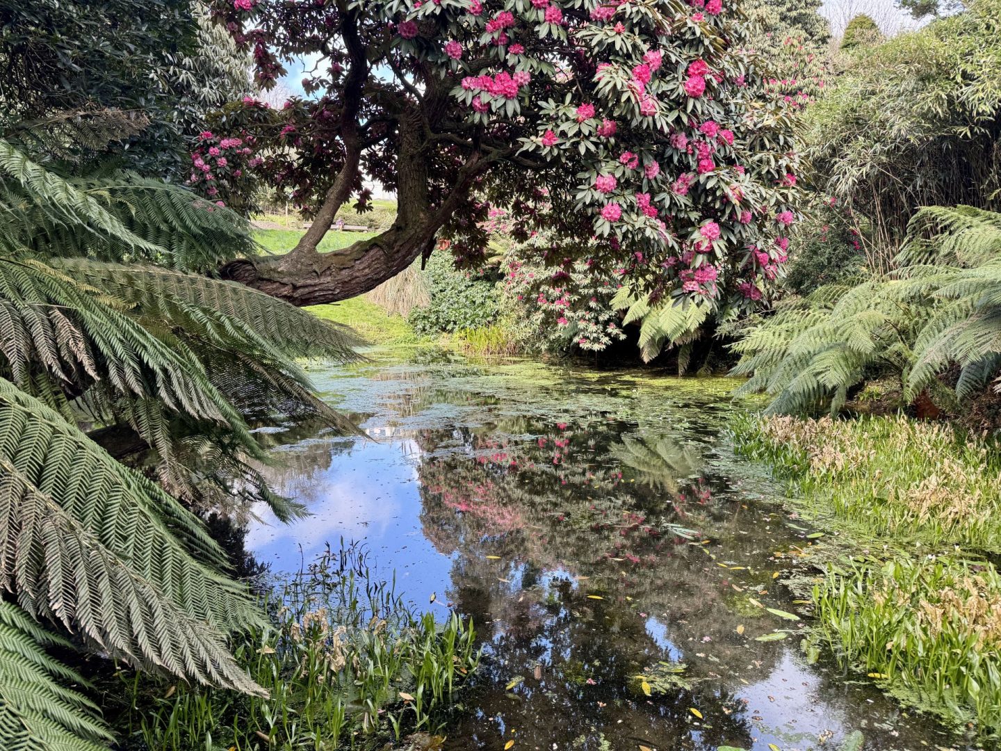 Cornwall Post 2 Helford, Charlestown, Lost Gardens of Heligan